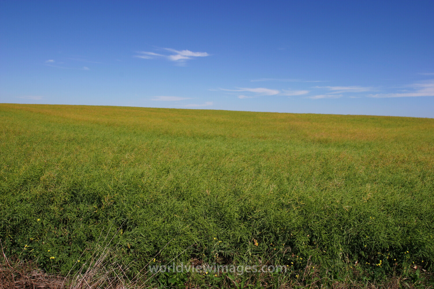 Canola Field in Canada