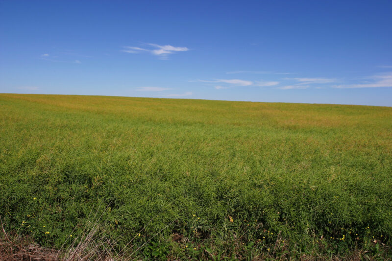 Canola Field in Canada — Canada, Alberta, canola