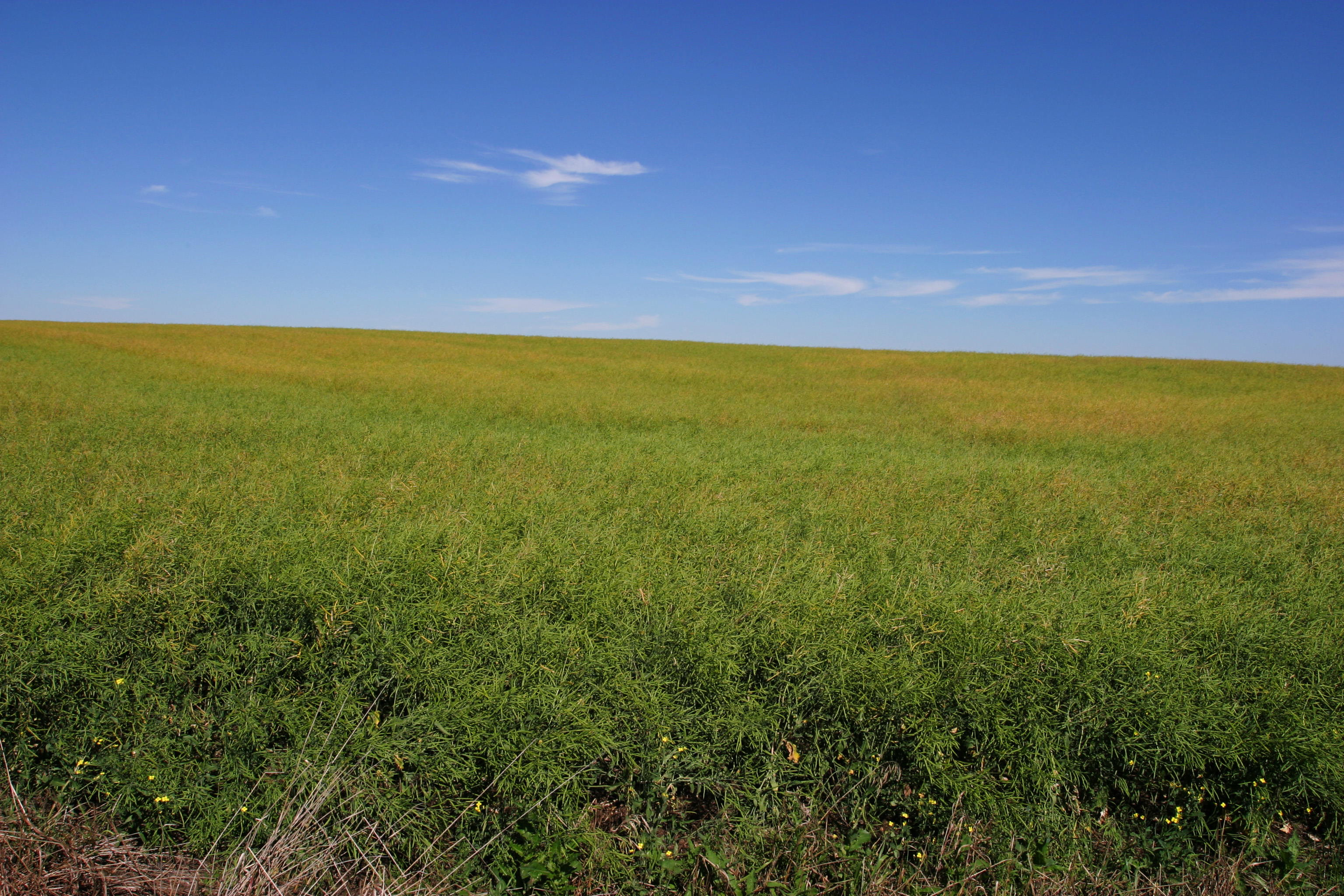 Canola Field in Canada