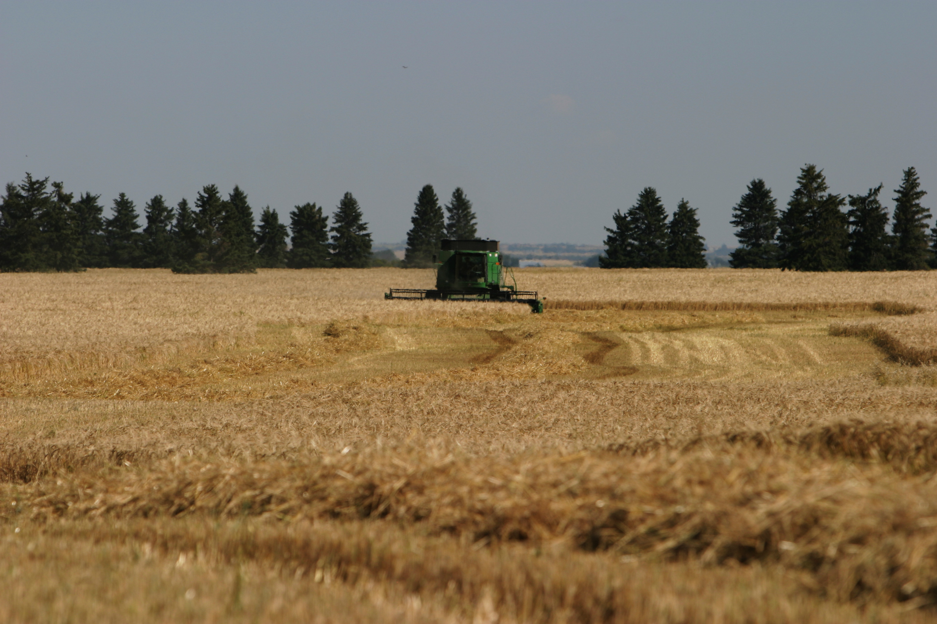 Wheat Harvesting