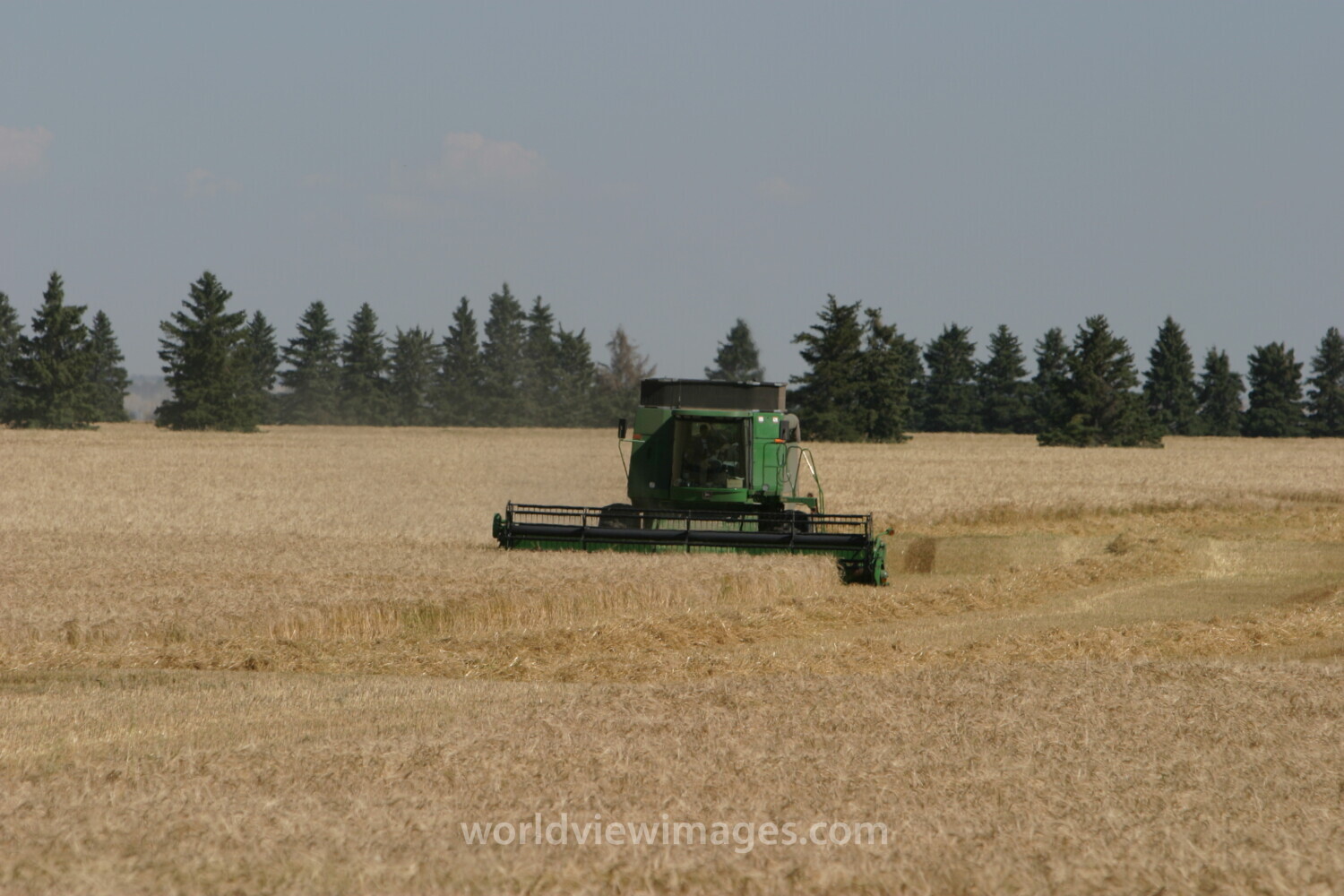 Wheat Harvesting