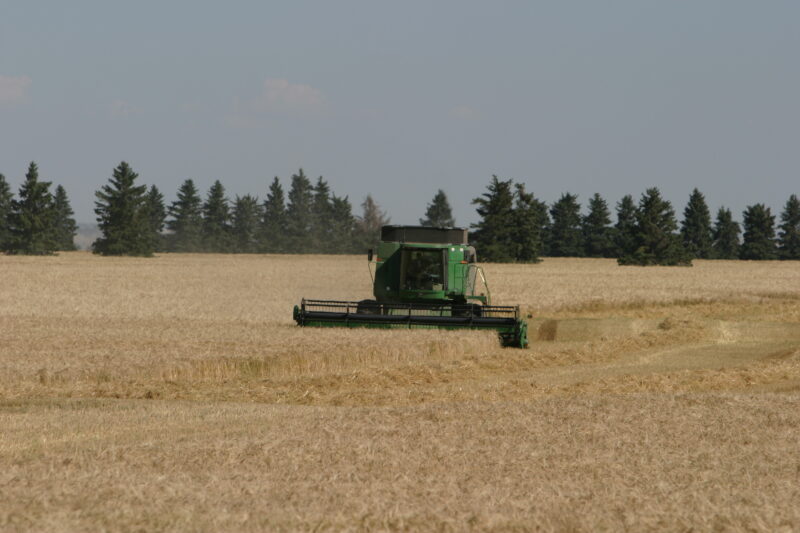 Wheat Harvesting — Harvest Time in Alberta — Canada, Alberta, wheat, field, agriculture