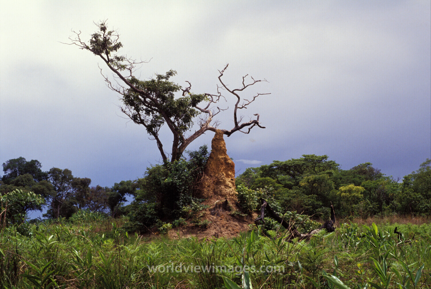 Anthill in Zambia