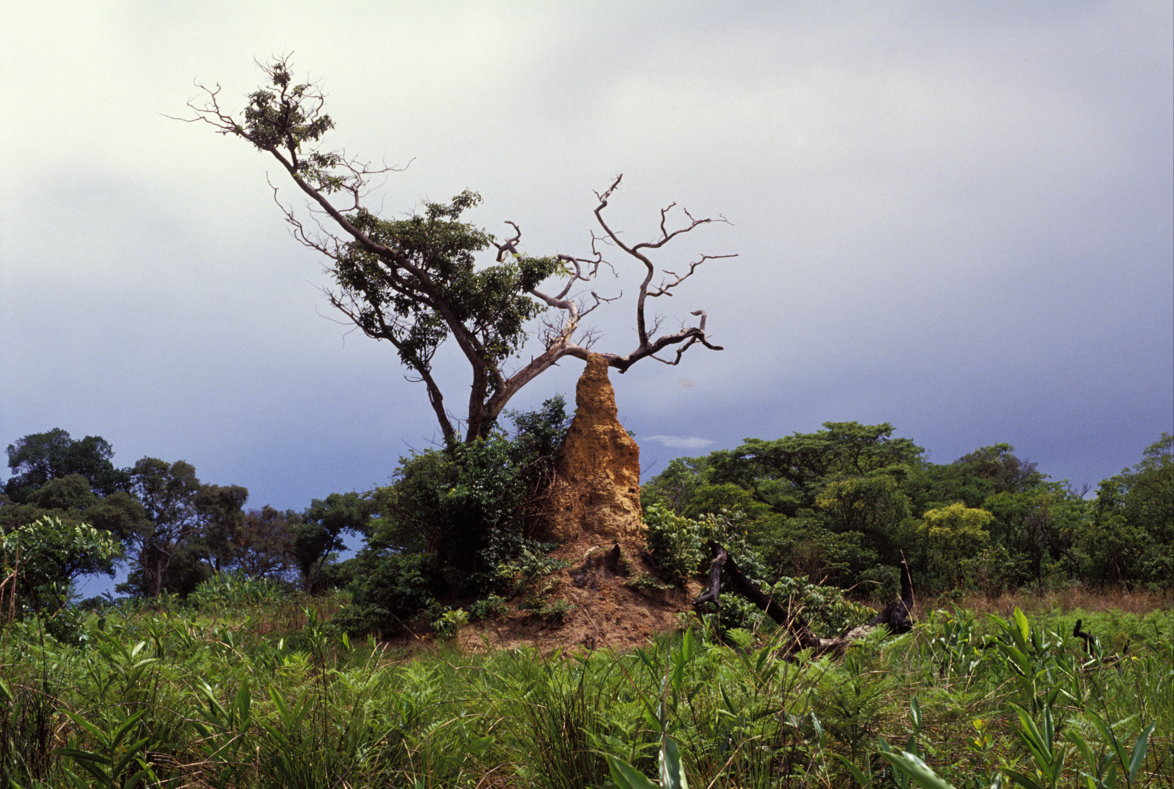Anthill in Zambia