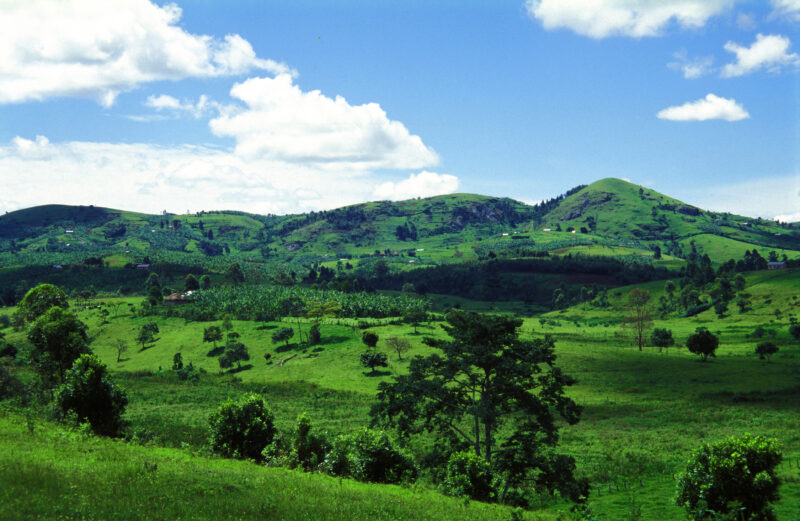 Green Hillside in Malawi — Green Hillsidefarms in Malawi — Malawi, Africa