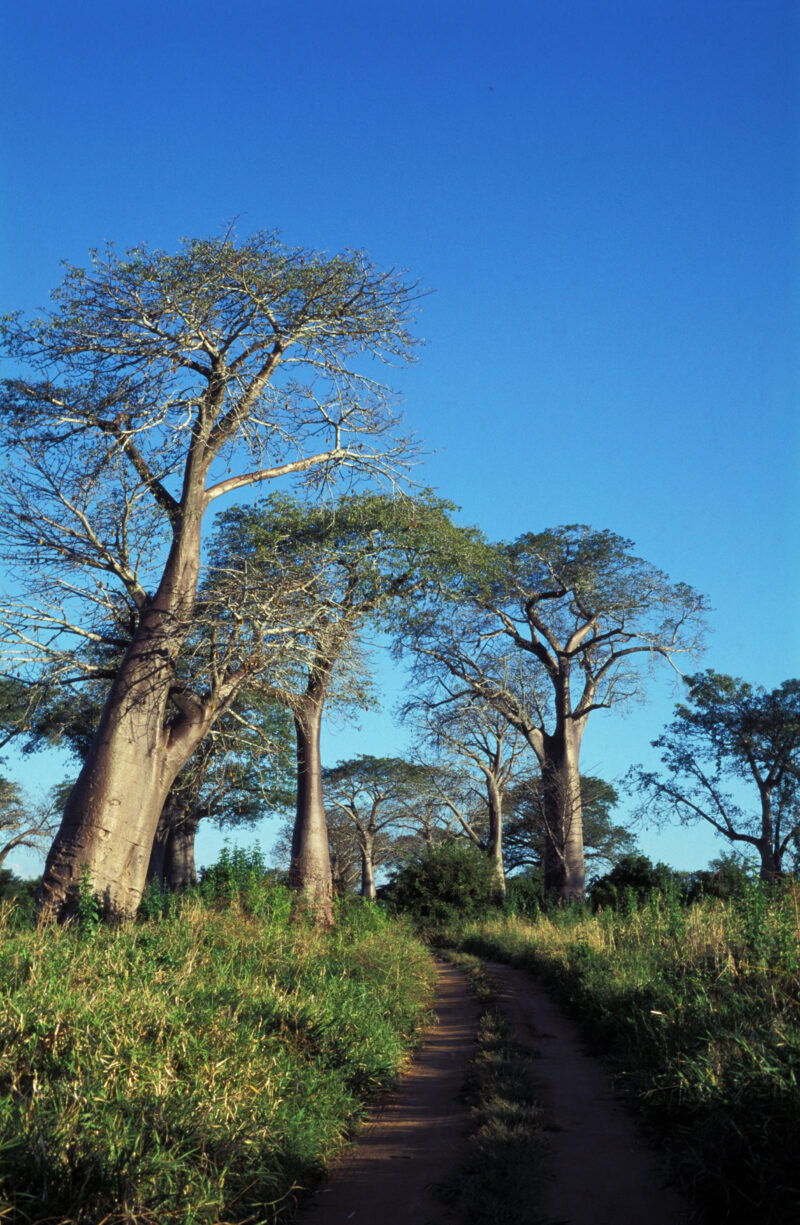 Baobab Trees in Malawi — Delightful baobab trees of Malawi — Malawi, field, fields, road, tree