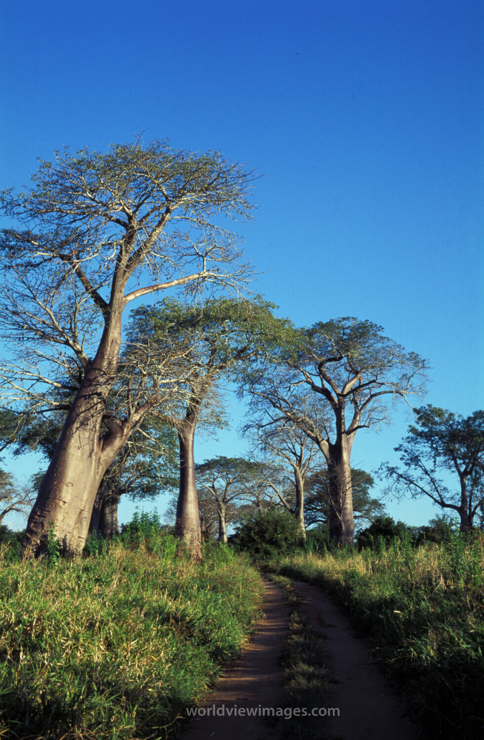 Baobab Trees in Malawi