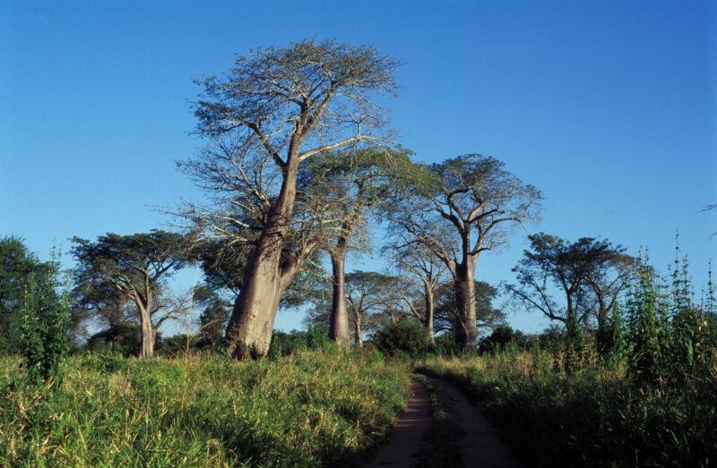 Baobab Trees in Malawi — Delightful baobab trees of Malawi — Malawi, field, fields, road, tree