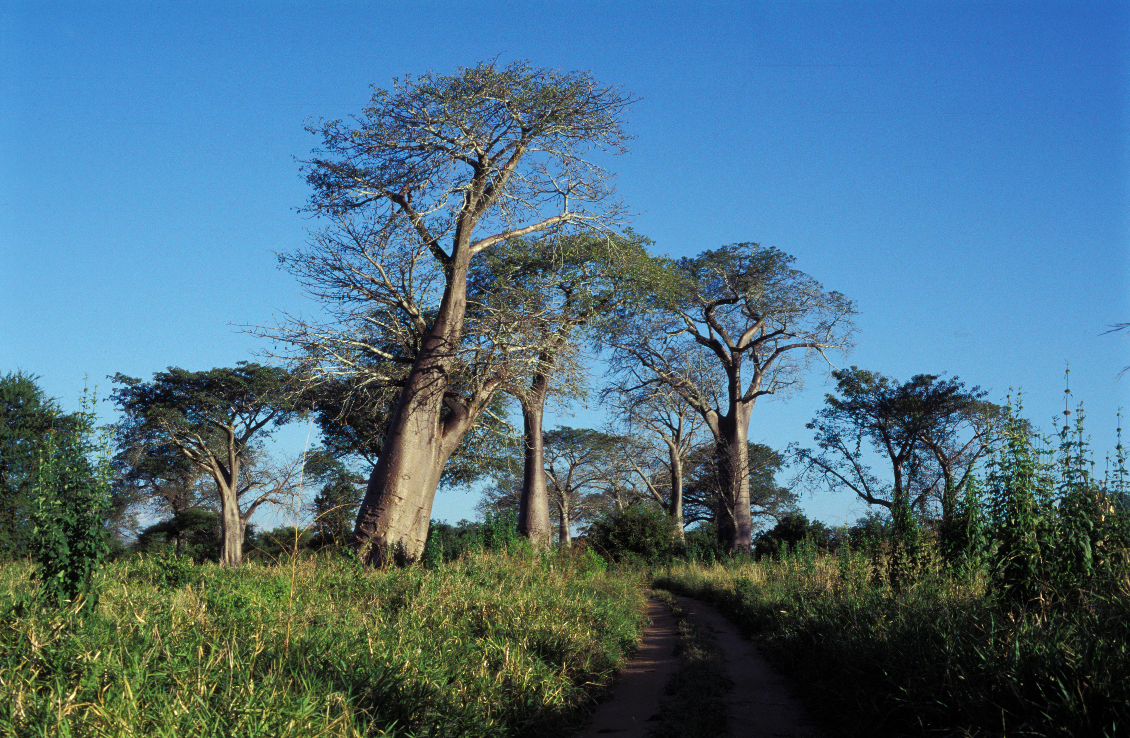 Baobab Trees in Malawi
