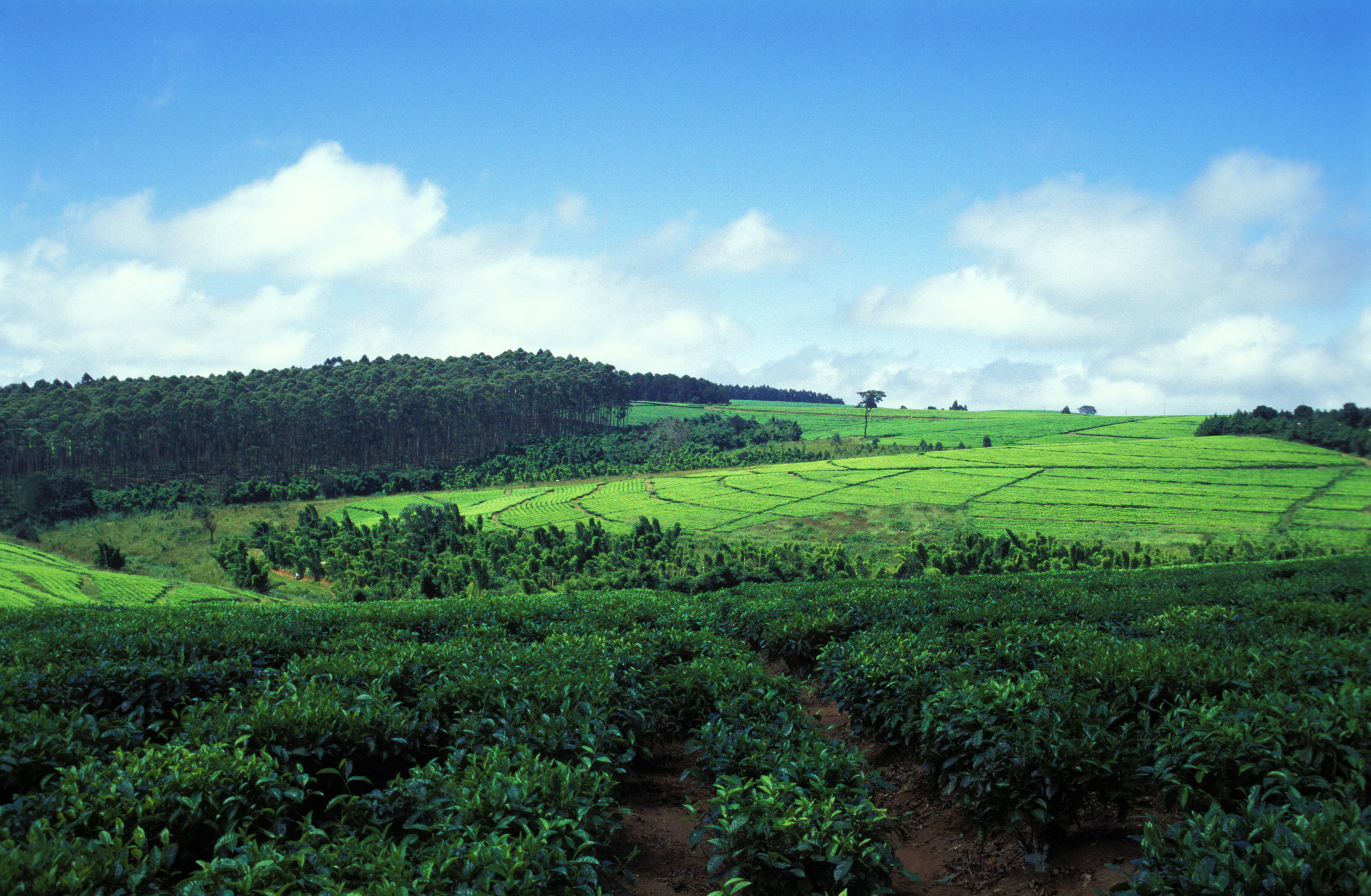 Tea Field in Malawi