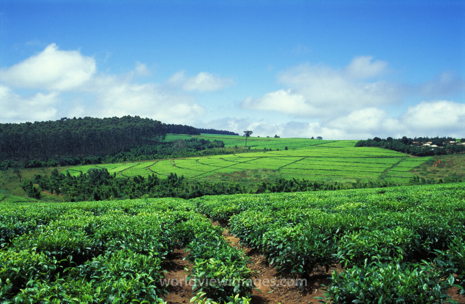 Tea Field in Malawi