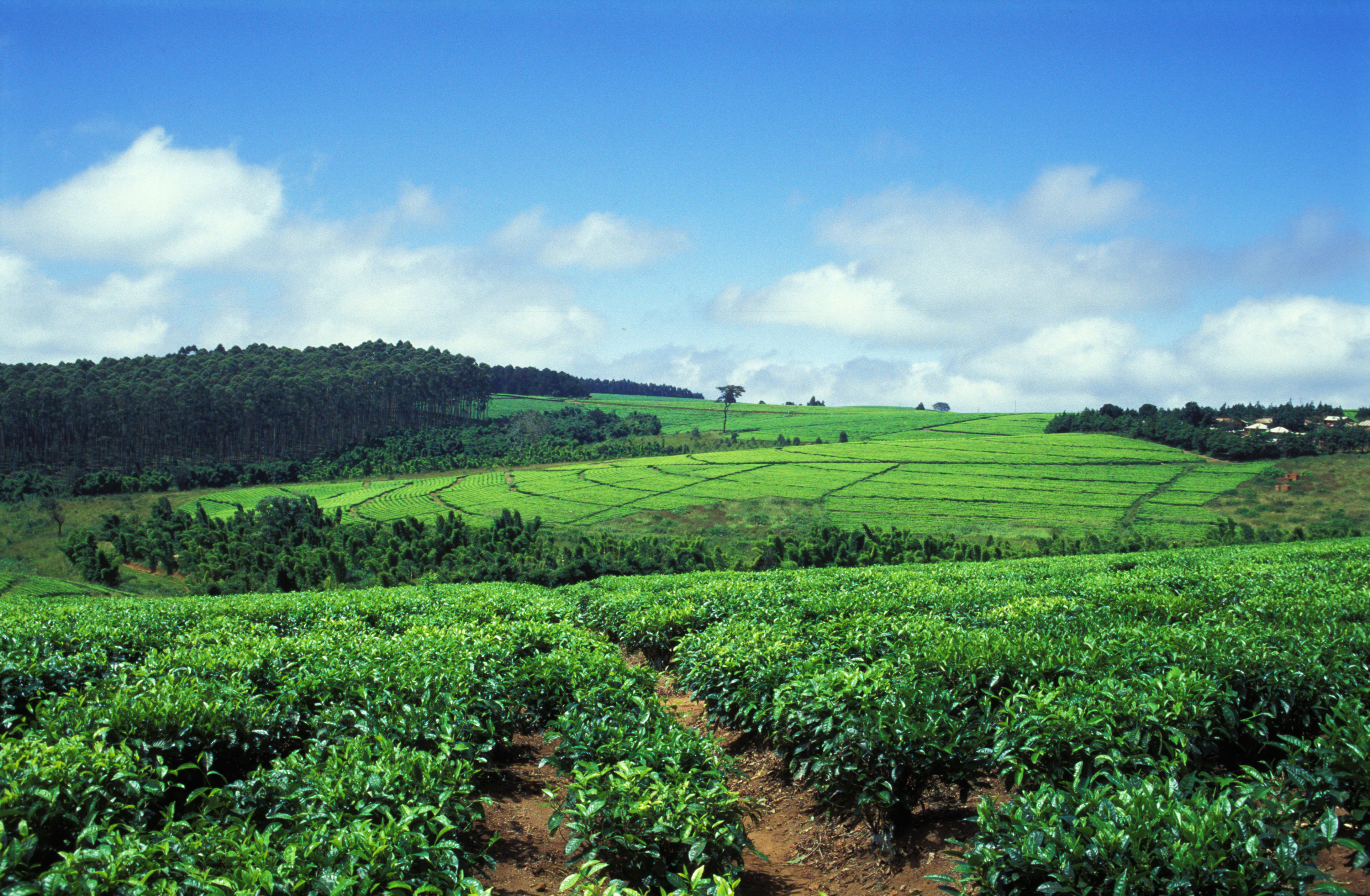 Tea Field in Malawi