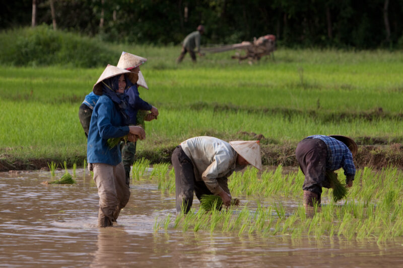 Rice Planting in Laos — Day workers plant rice in a land-owner's field in Laos — Laos, Southeast Asia, agriculture, farming, planting
