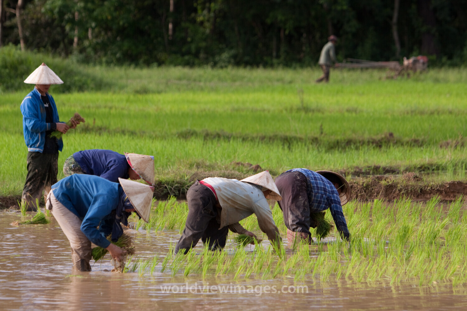 Rice Planting in Laos