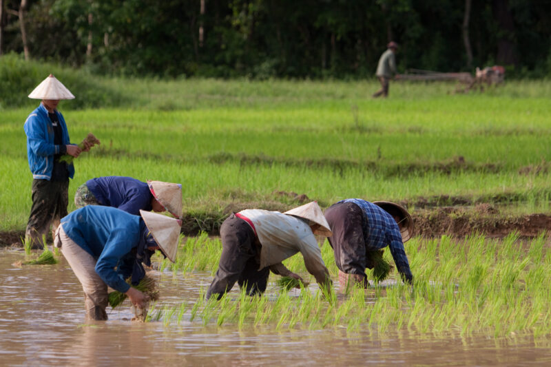 Rice Planting in Laos — Day workers plant rice in a land-owner's field in Laos — Laos, Southeast Asia, agriculture, farming, planting