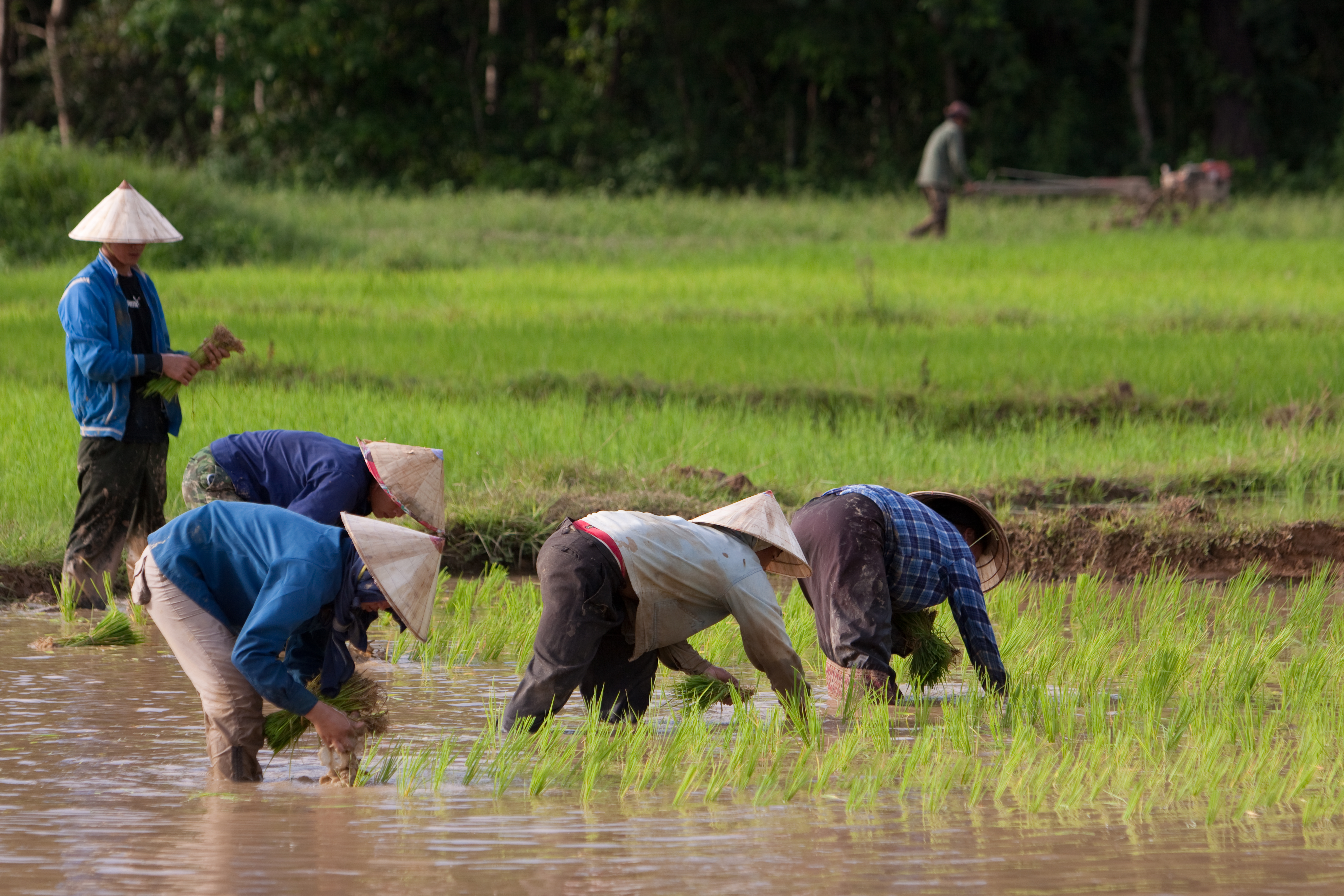 Rice Planting in Laos