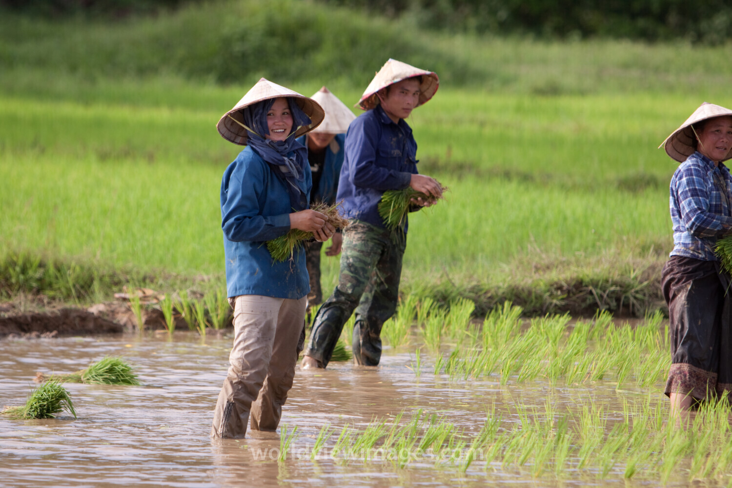 Rice Planting in Laos