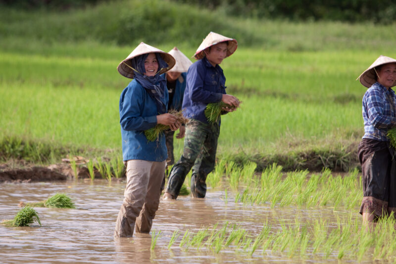 Rice Planting in Laos — Day workers plant rice in a land-owner's field in Laos — Laos, Southeast Asia, agriculture, farming, planting