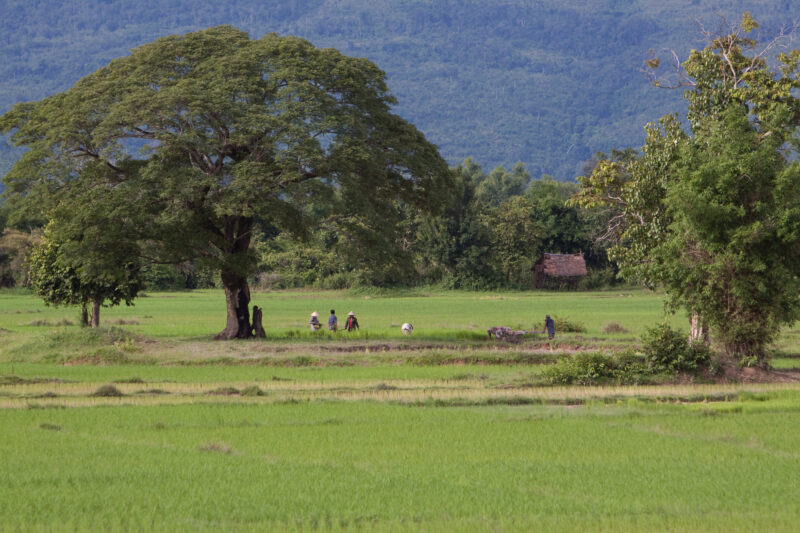 Rice Field in Laos — Wide Shot of people planting rice in Laos — Laos, Southeast Asia, rice, field, tree