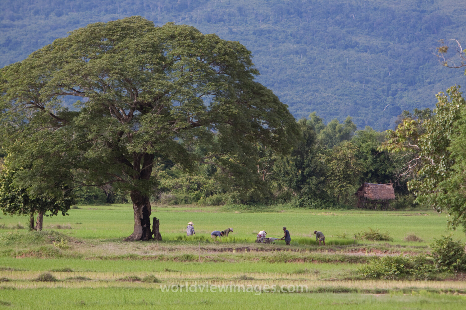 Rice Field in Laos