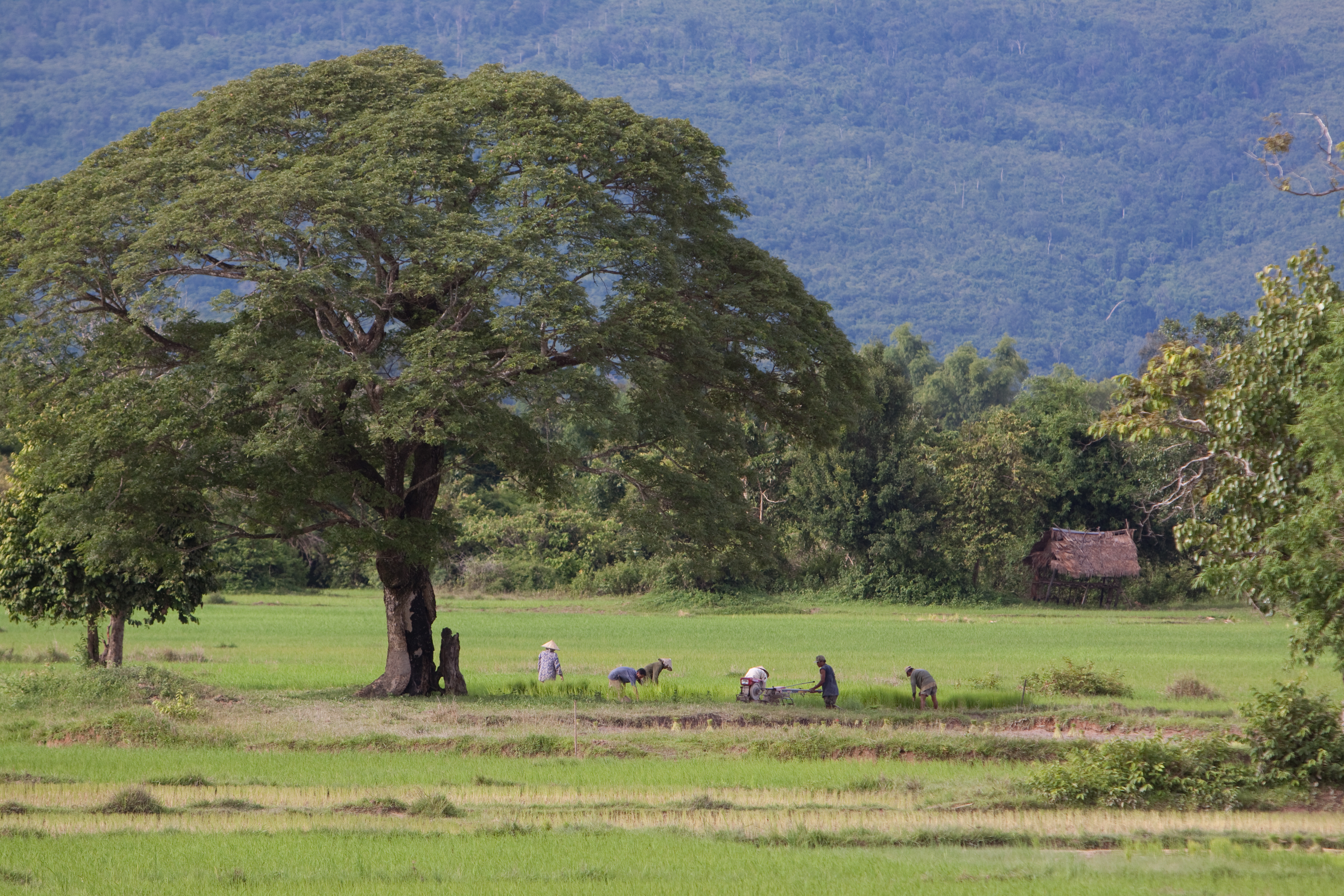 Rice Field in Laos