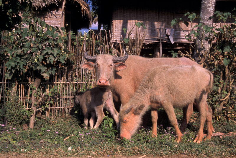 Water Buffalo in Laos — Albino Water Buffalos in Laos — Laos, Southeast Asia, water buffalo, albino