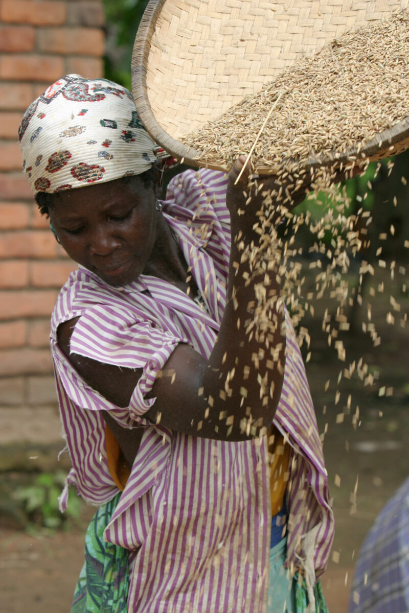 Woman Cleans Rice — Woman in Malawi Winnows Rice to clean it. — Malawi, Africa, African, woman, rice
