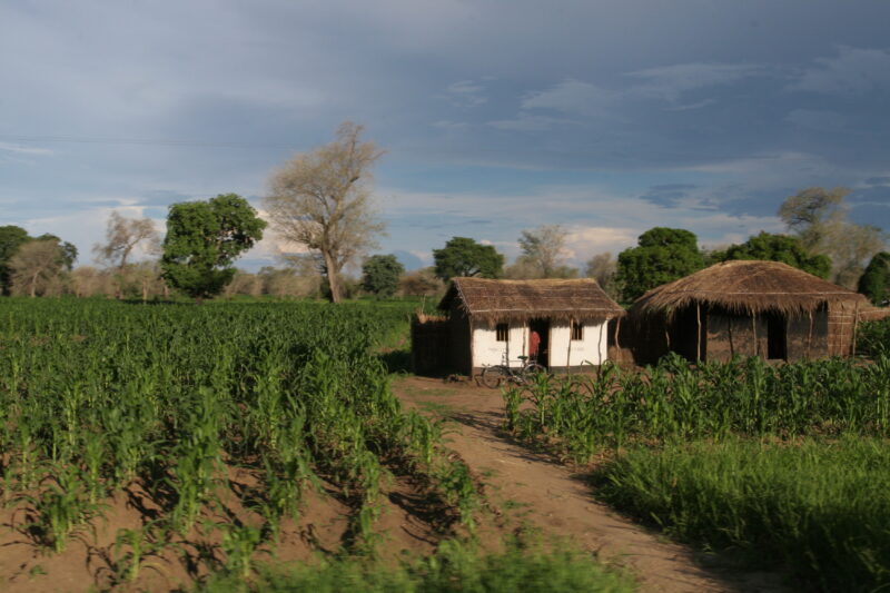 House and Fields in Malawi — Farm house in field of maize in Malawi — Malawi, Africa, Corn field, Maize field, agriculture