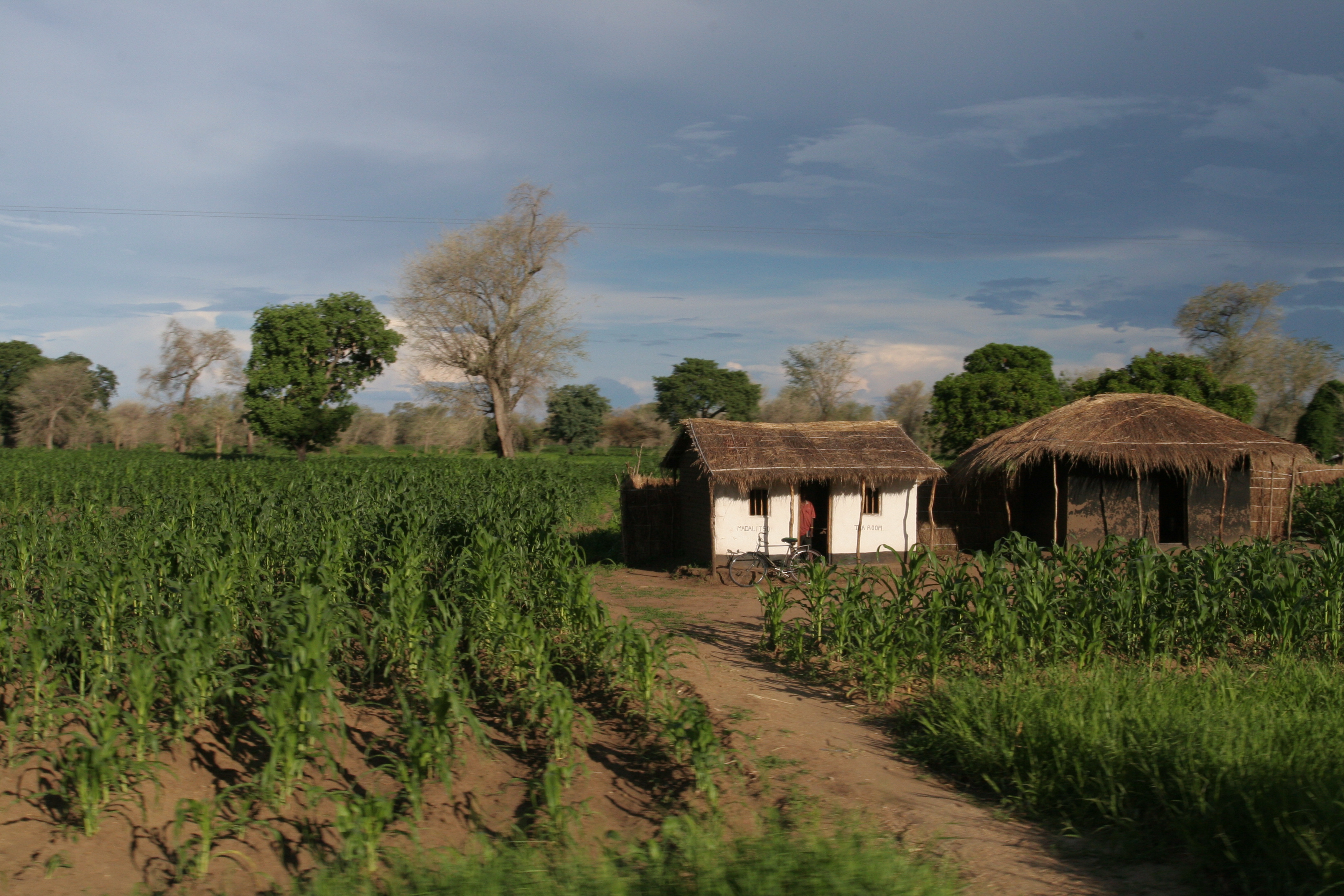 House and Fields in Malawi