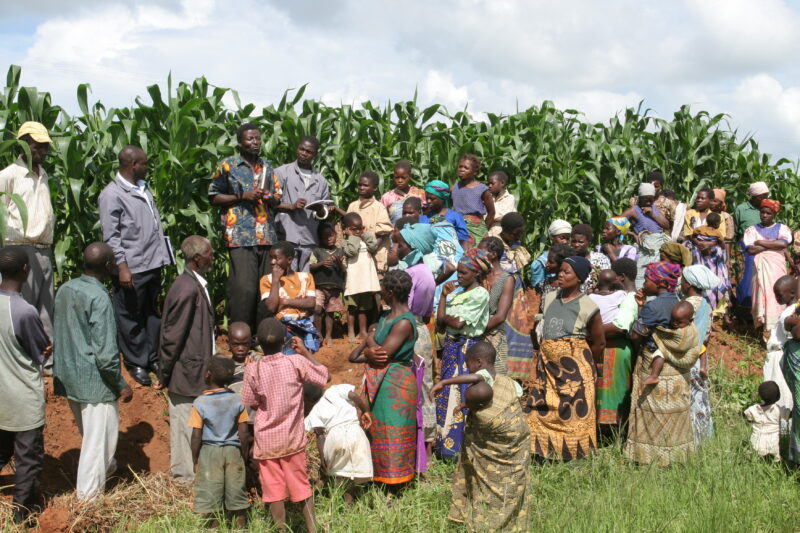 Agriculture Instruction in Malawi — Agriculturalist does education in a village in Malawi by cornfield. — Malawi, Africa, education, instruction, agriculture