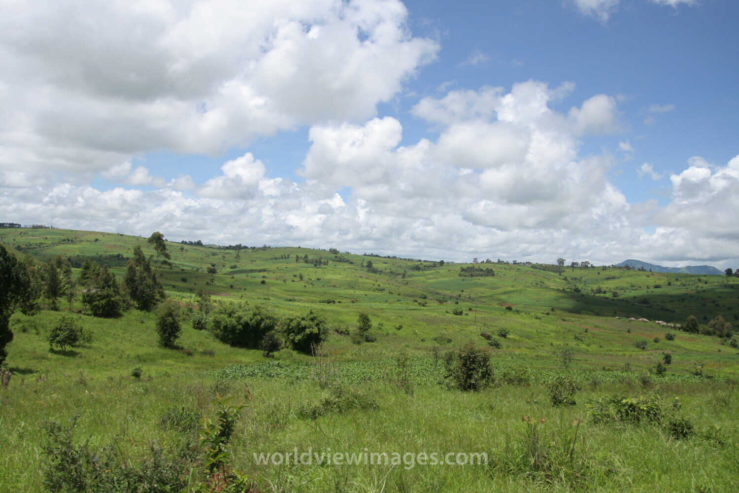 Rolling Green Hills of Malawi