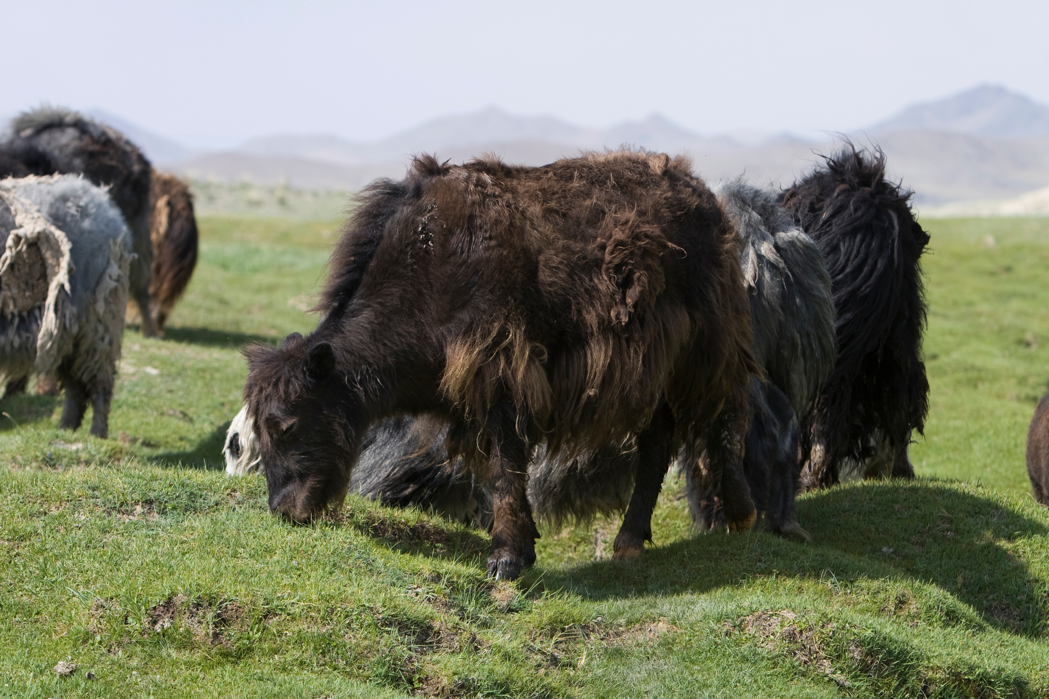 Yak in Mongolia