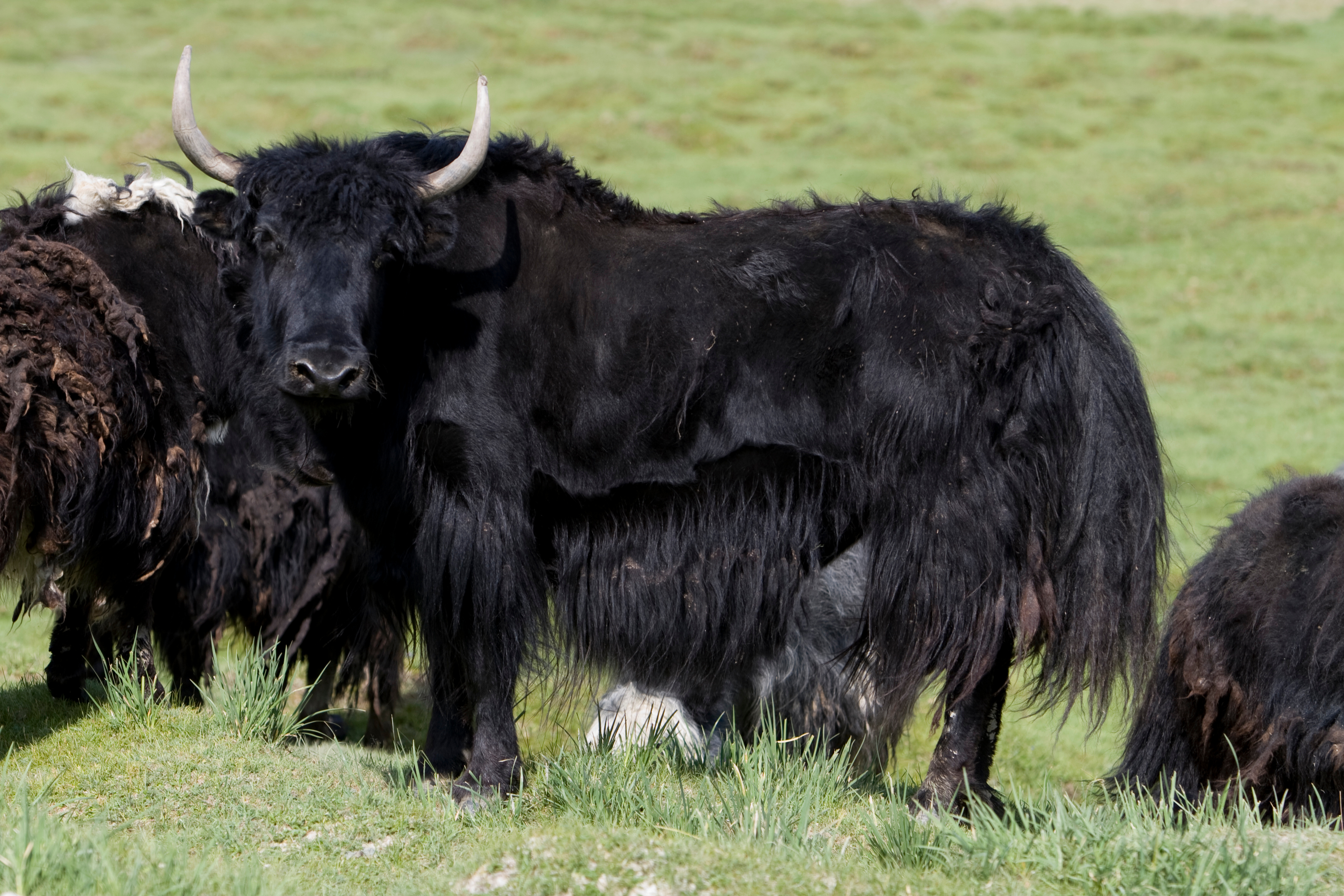 Yak in Mongolia