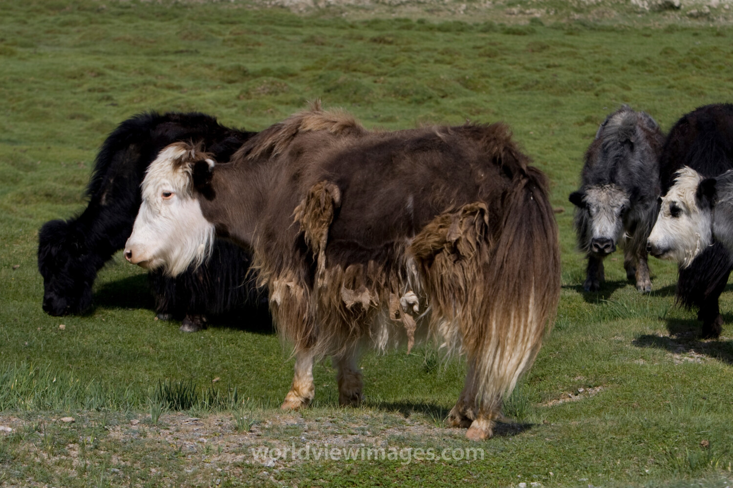 Yak in Mongolia