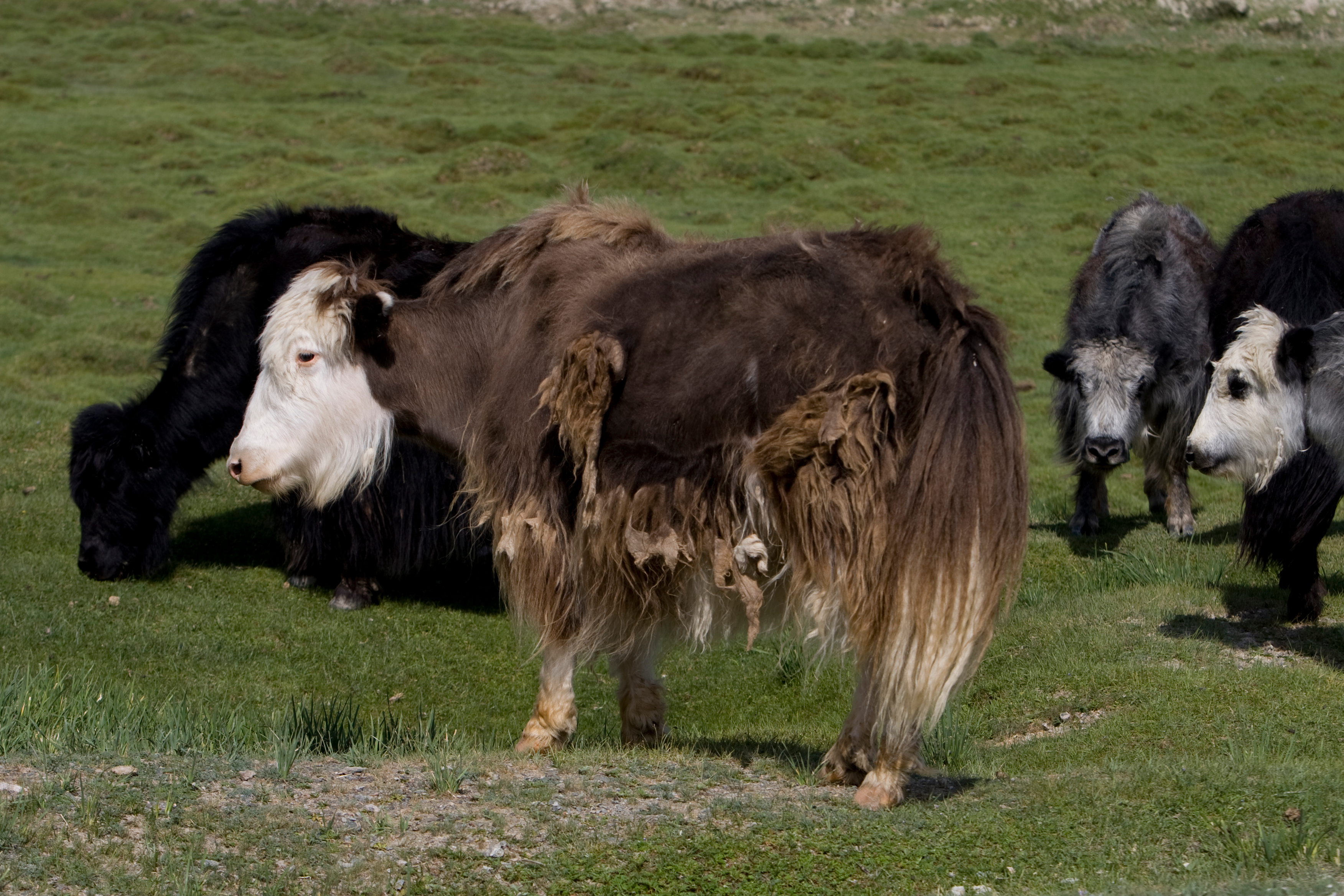 Yak in Mongolia