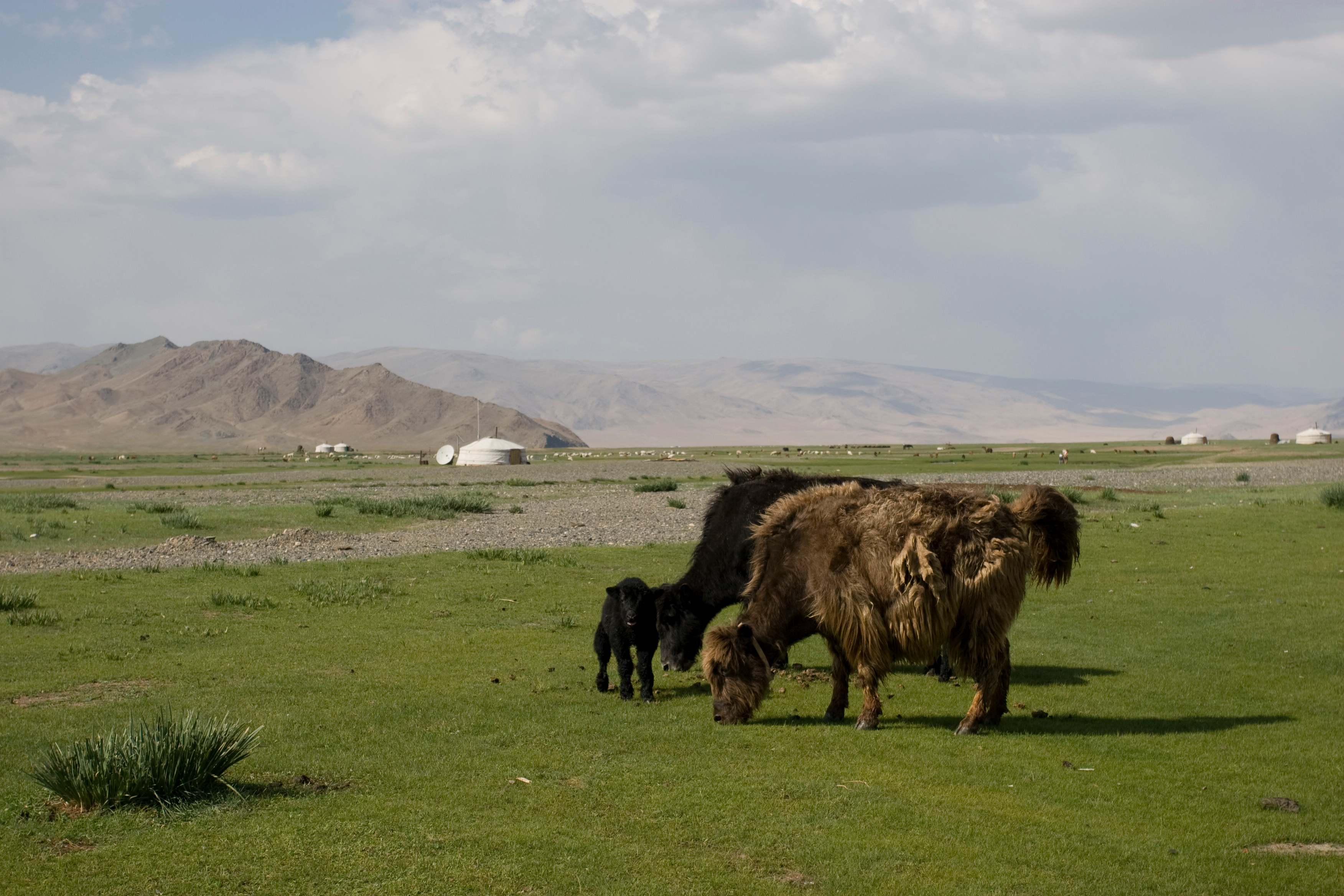 Yaks in Mongolia