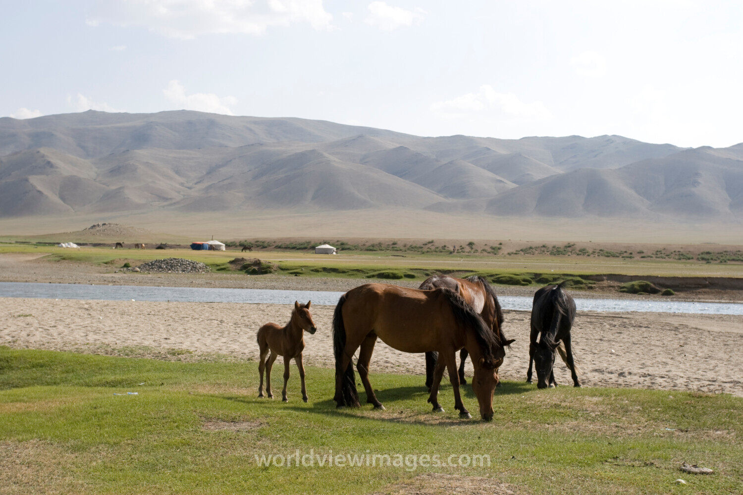Horses in Mongolia