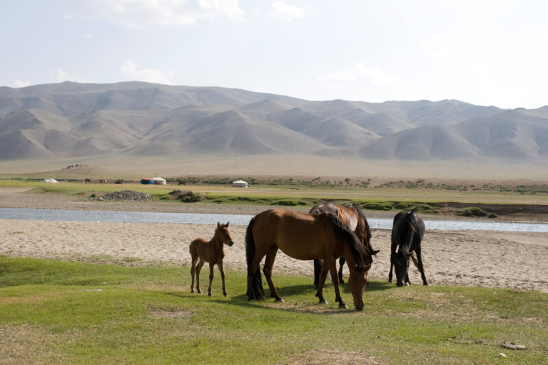 Horses in Mongolia — Stock Image of horses on the Steppes of Mongolia — Mongolia, Steps, steppes, gers, yert