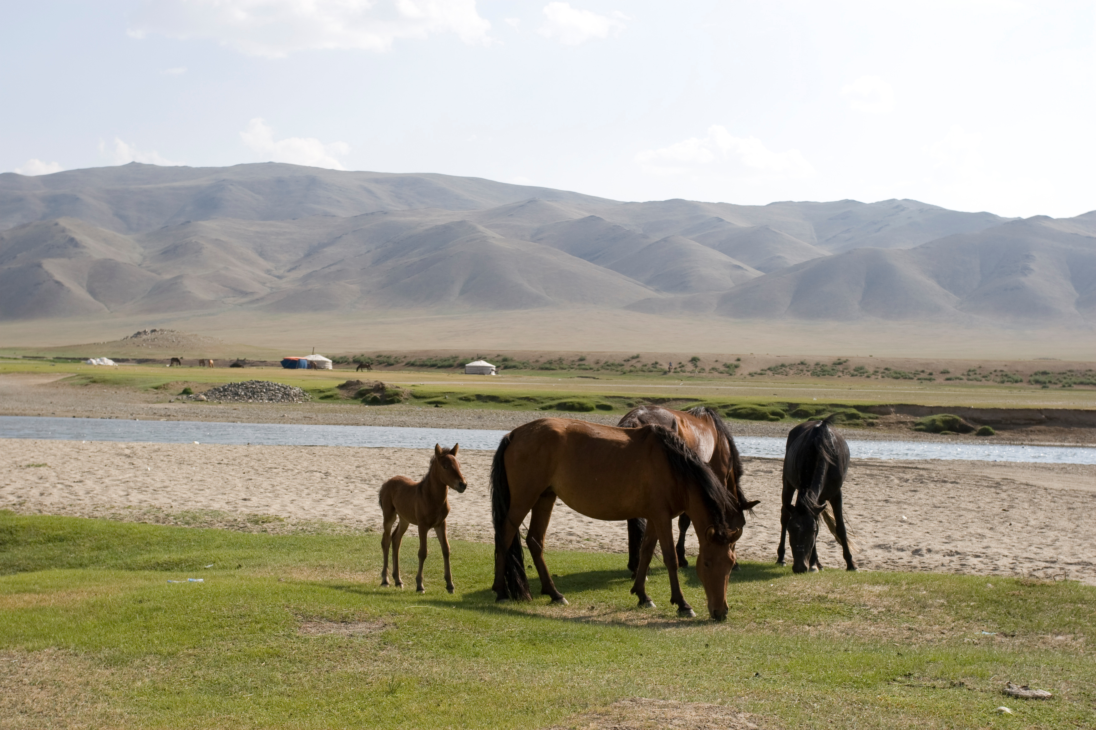 Horses in Mongolia