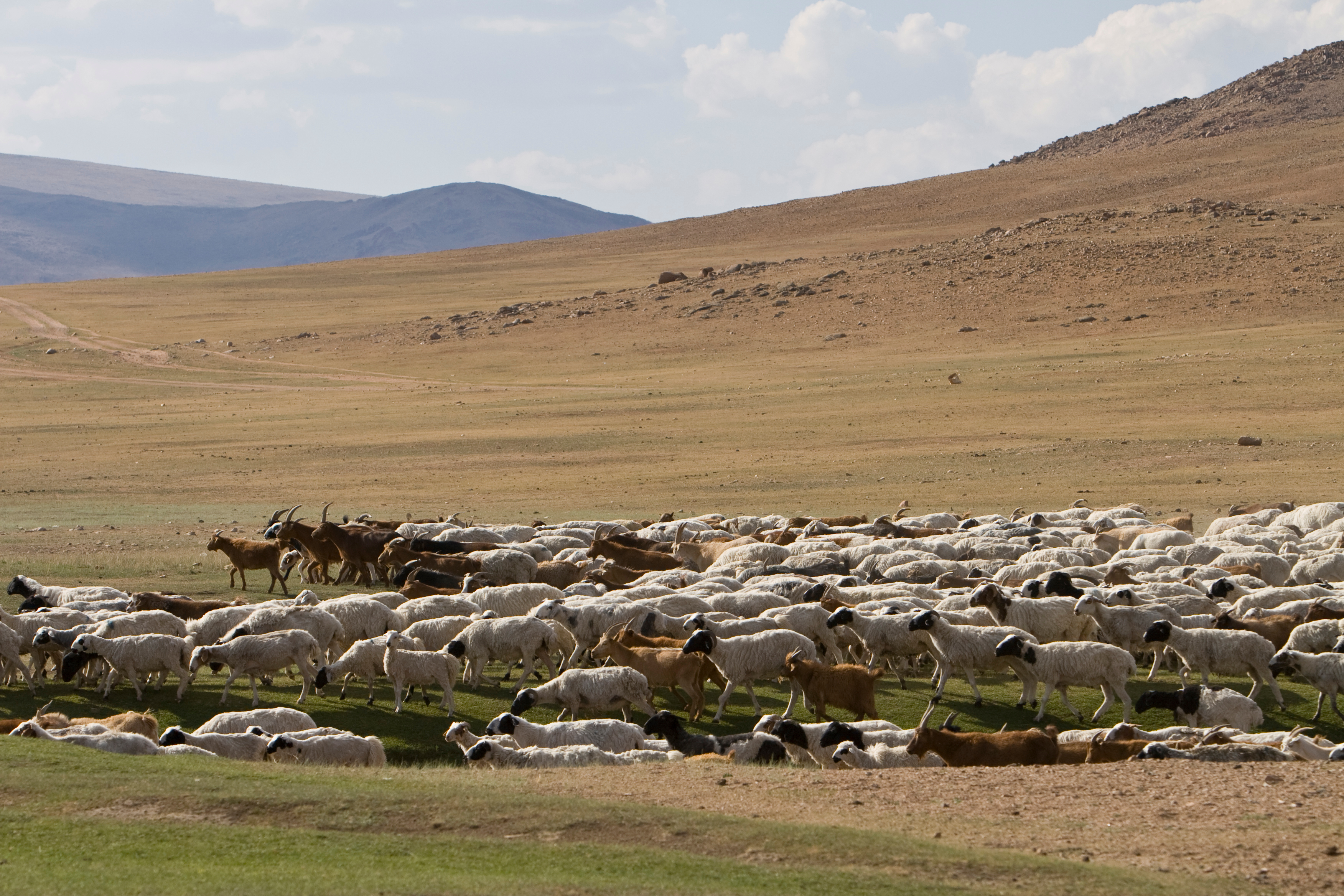 Sheep and Goats in Mongolia