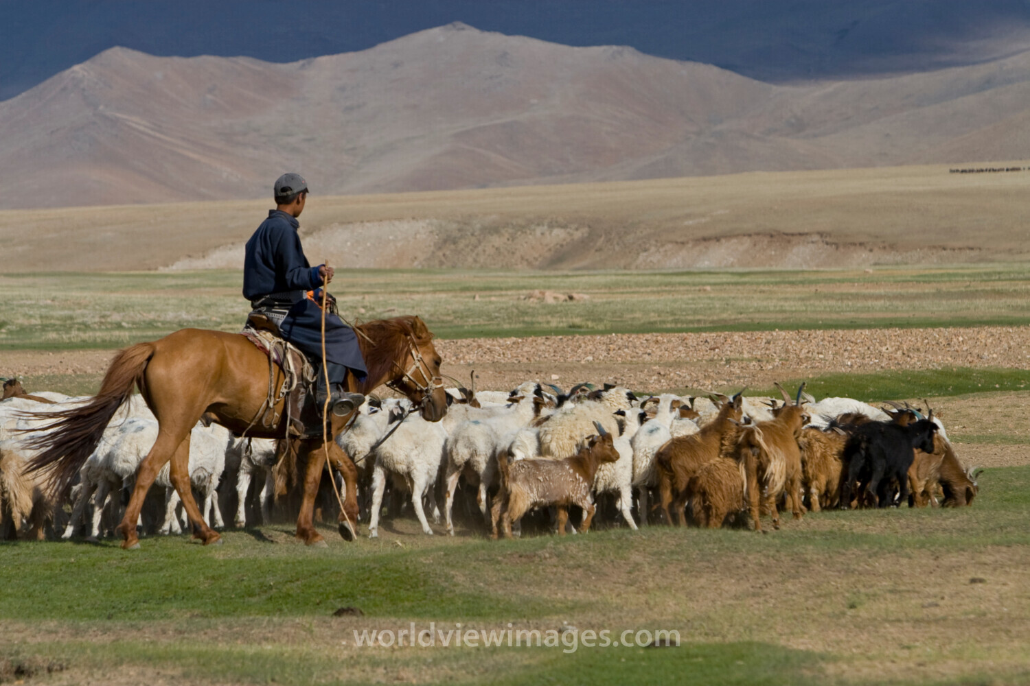 Herding Sheep and Goats in Mongolia