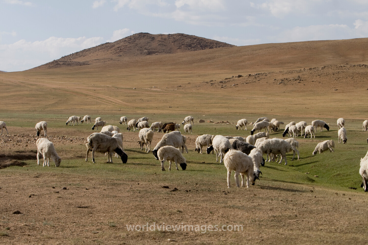 Sheep and Goats in Mongolia