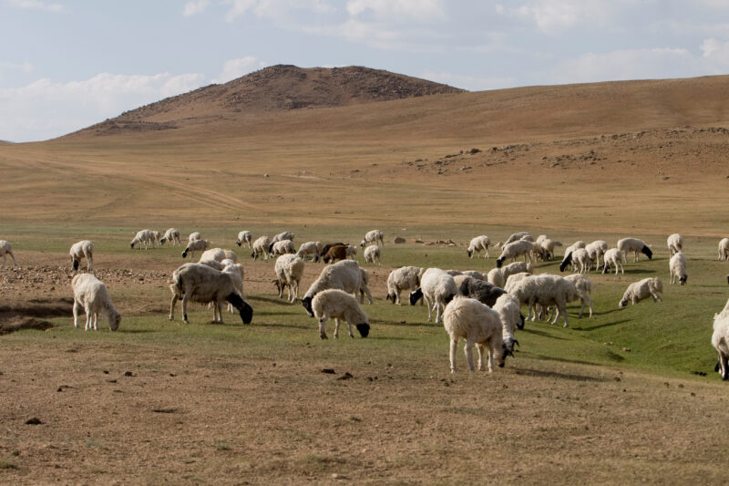 Sheep and Goats in Mongolia — Stock image of sheep and goats grazing on the steppes of Mongolia — Mongolia, Steps, steppes, sheep, goats