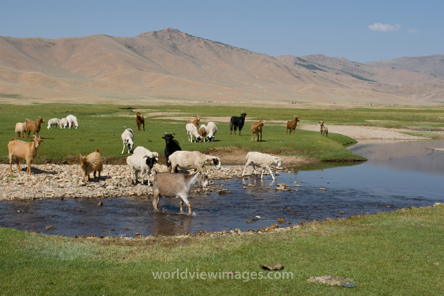 Sheep and Goats in Mongolia