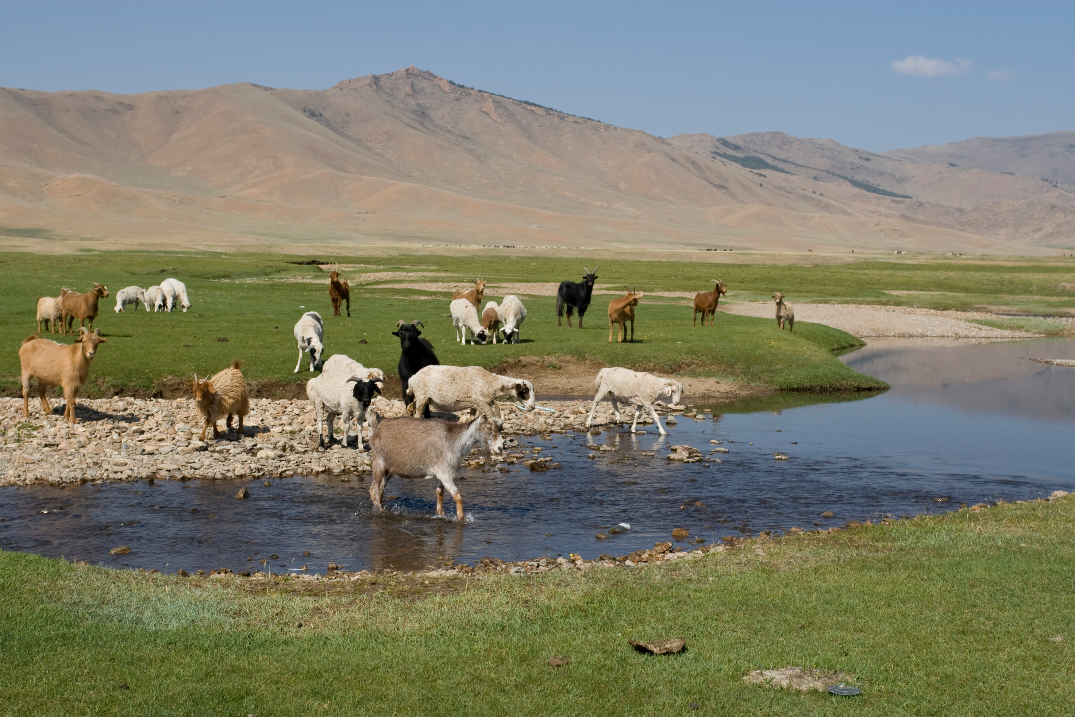 Sheep and Goats in Mongolia