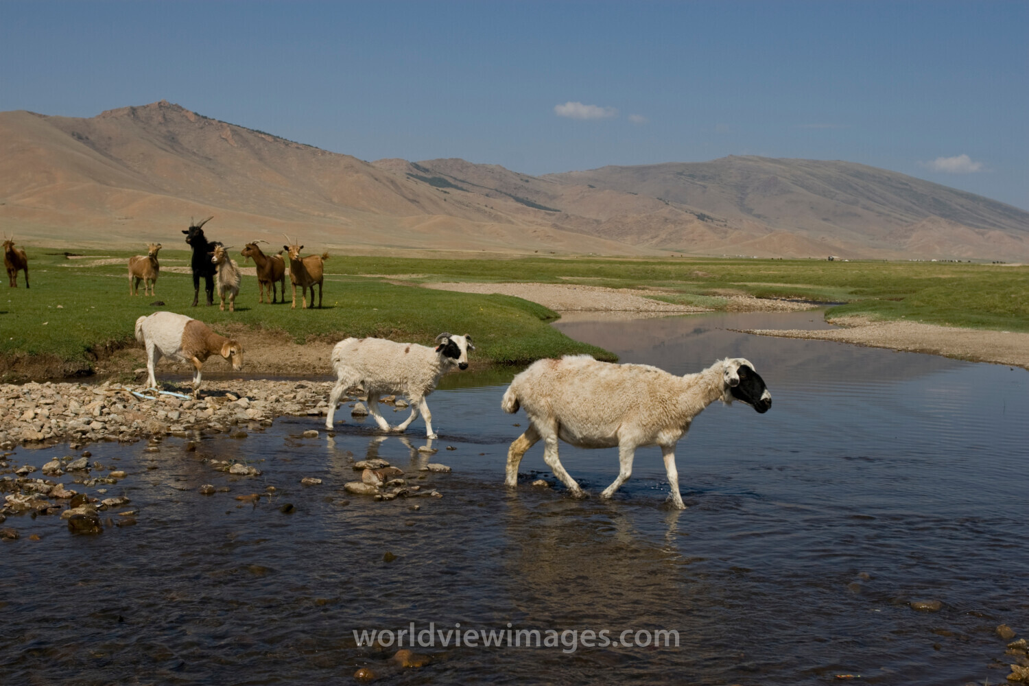 Sheep and Goats in Mongolia