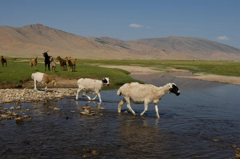 Sheep and Goats in Mongolia — Stock image of sheep and goats grazing on the steppes of Mongolia — Mongolia, Steps, steppes, sheep, goats