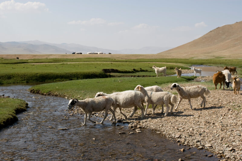 Sheep and Goats in Mongolia
