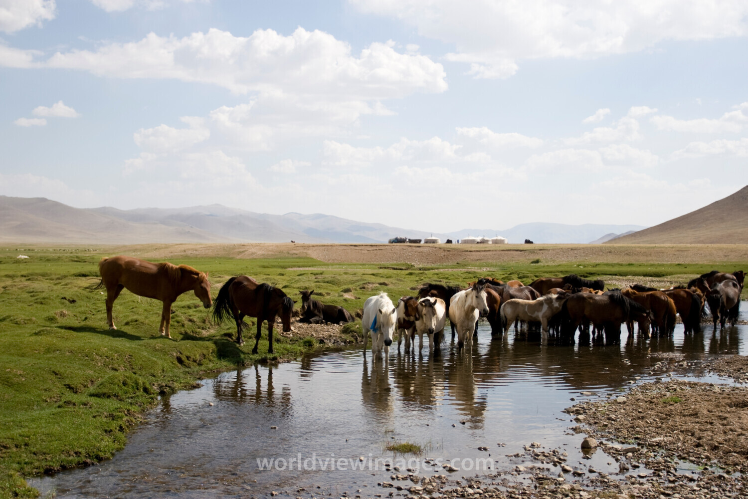 Horses in Mongolia