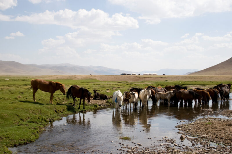 Horses in Mongolia — Stock Images of life in Rural Mongolia, and the people who live there: Horses on the Steppes of Mongolia — Mongolia, horses